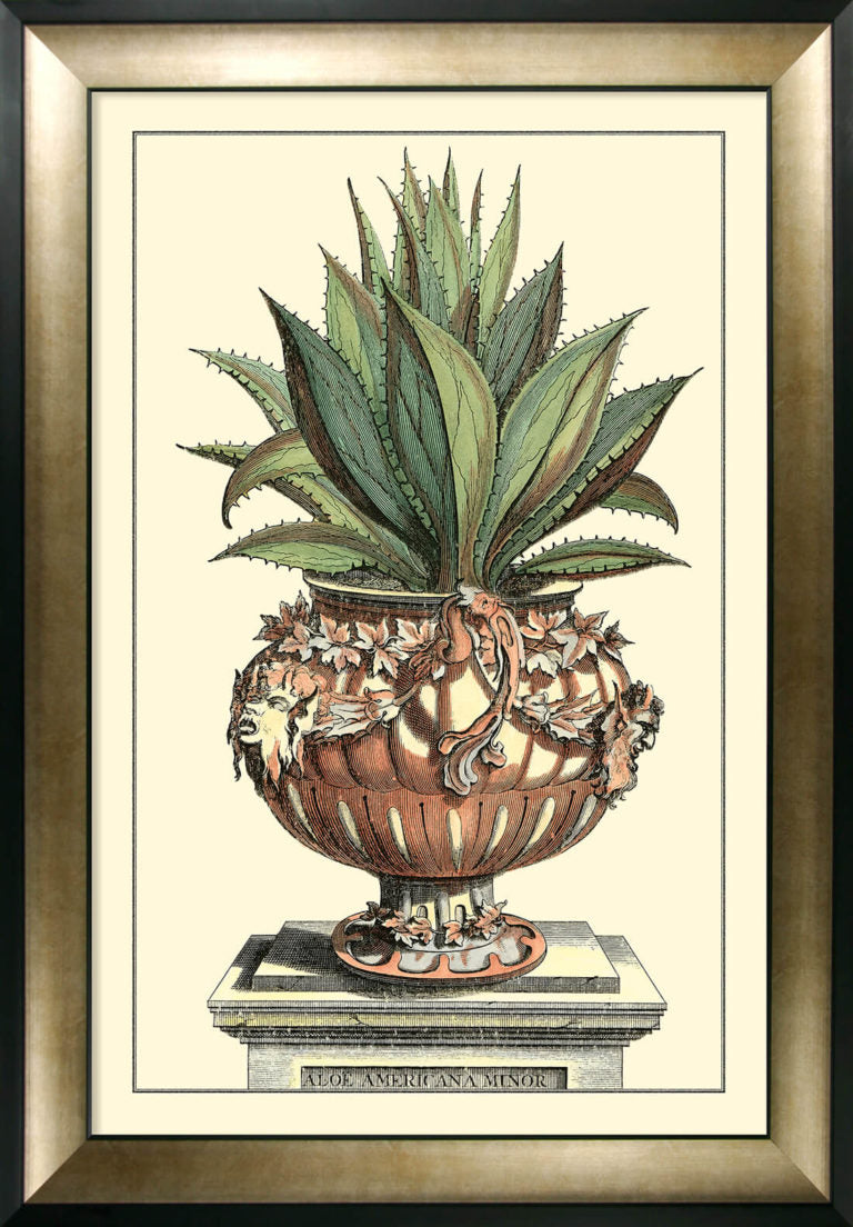 Product photograph of Olivia S Antique Aloe Iv - Framed Glazed Print - 112x81cm from Olivia's