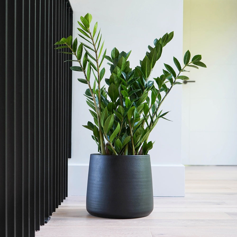 Product photograph of Ivyline Akemi Planter Carbon Black from Olivia's.