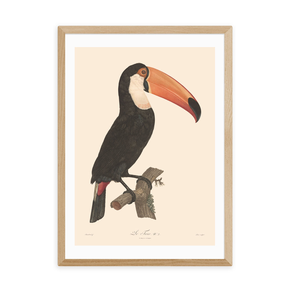 Product photograph of Toucan By Aster - A2 Oak Framed Art Print from Olivia's.