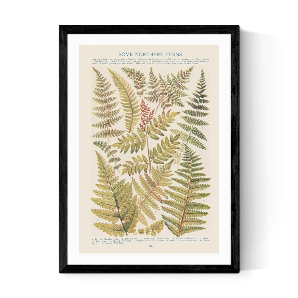 Product photograph of Some Nothern Ferns By Aster - A2 Black Framed Art Print from Olivia's