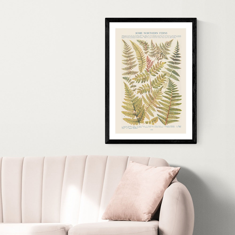 Product photograph of Some Nothern Ferns By Aster - A2 Black Framed Art Print from Olivia's.