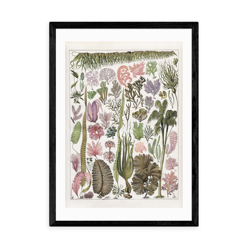 Product photograph of Seaweed - Pink By Capricorn Press - A3 Black Framed Art Print from Olivia's