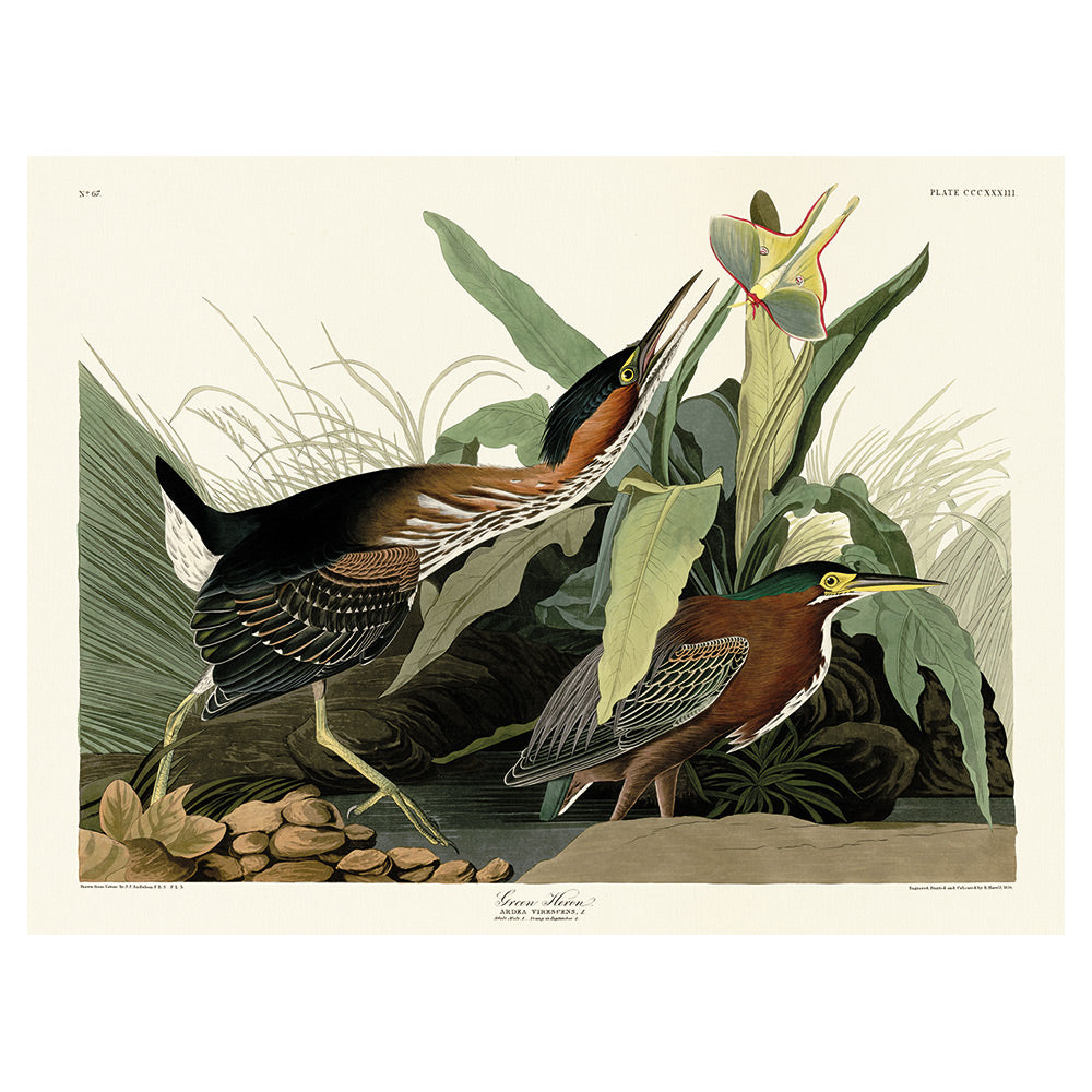 Product photograph of The Art Group John James Audubon Green Heron Canvas Print Small from Olivia's