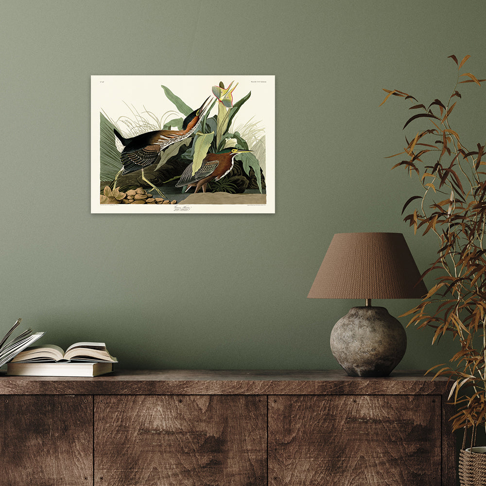 Product photograph of The Art Group John James Audubon Green Heron Canvas Print Medium from Olivia's.