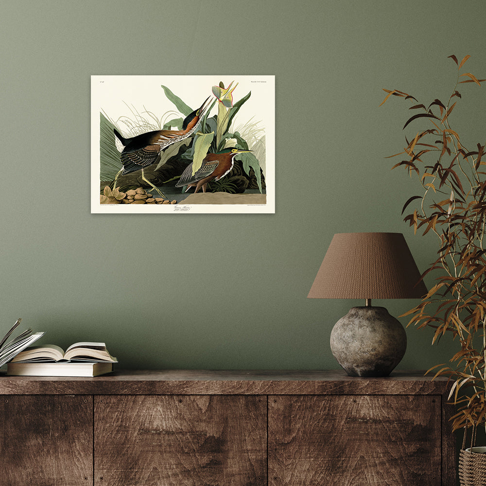Product photograph of The Art Group John James Audubon Green Heron Canvas Print Small from Olivia's.