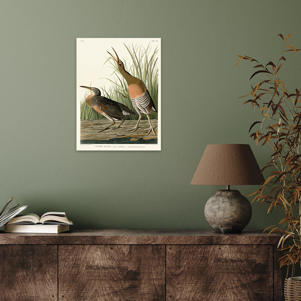 Product photograph of The Art Group John James Audubon Salt Water Marsh Hen Canvas Print Small from Olivia's.
