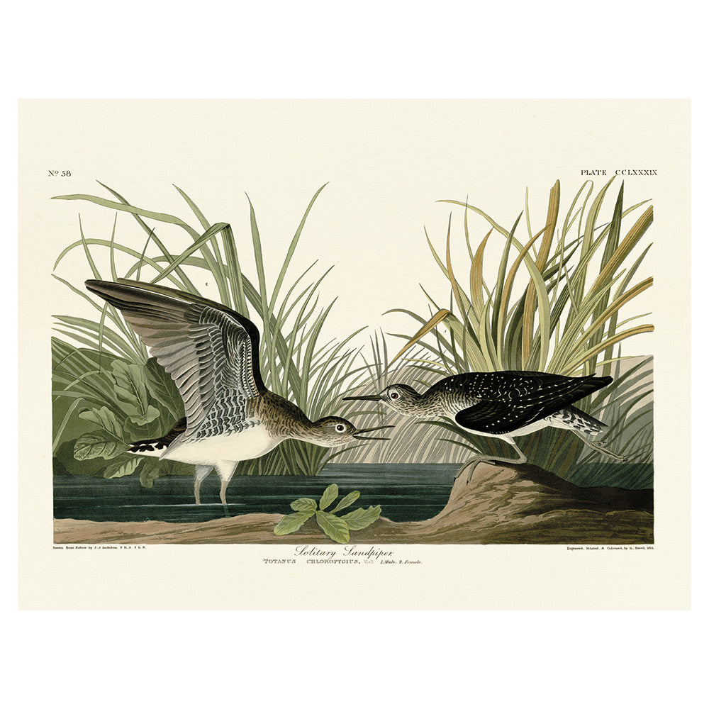 Product photograph of The Art Group John James Audubon Solitary Sandpiper Canvas Print 30x40cm from Olivia's