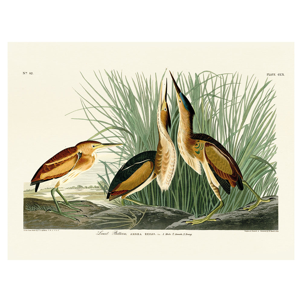 Product photograph of The Art Group John James Audubon Least Bittern Canvas Print Large from Olivia's