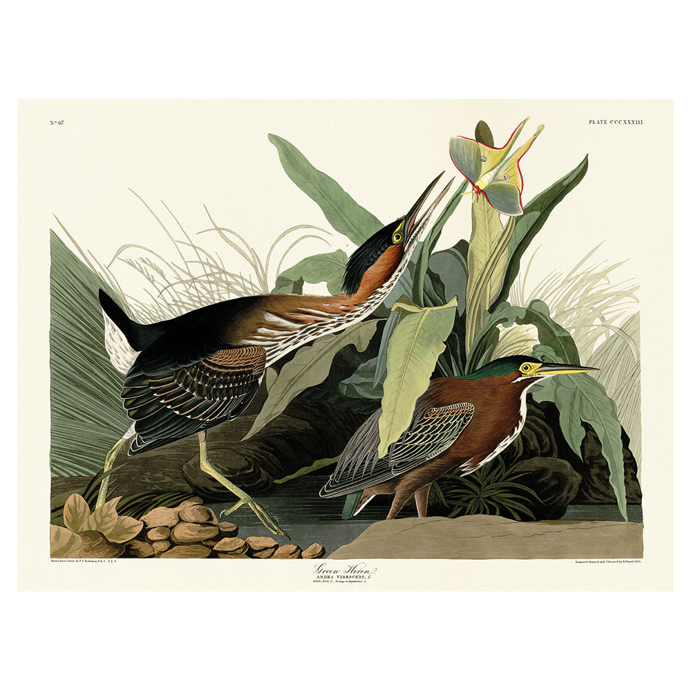 Product photograph of The Art Group John James Audubon Green Heron Canvas Print Small from Olivia's.