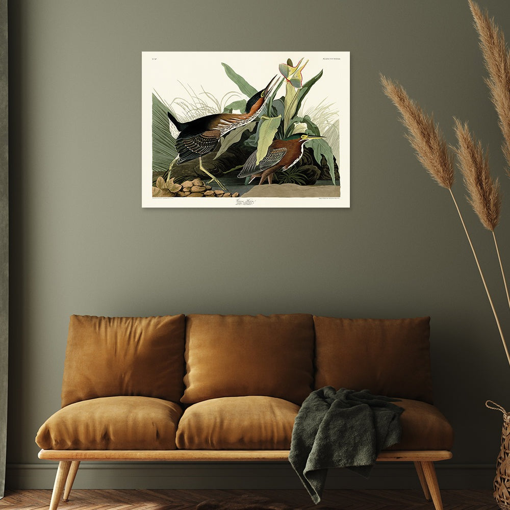 Product photograph of The Art Group John James Audubon Green Heron Canvas Print Small from Olivia's.