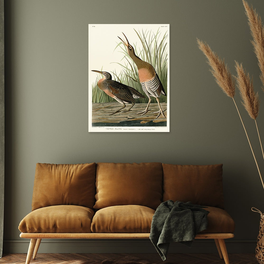 Product photograph of The Art Group John James Audubon Salt Water Marsh Hen Canvas Print Small from Olivia's.