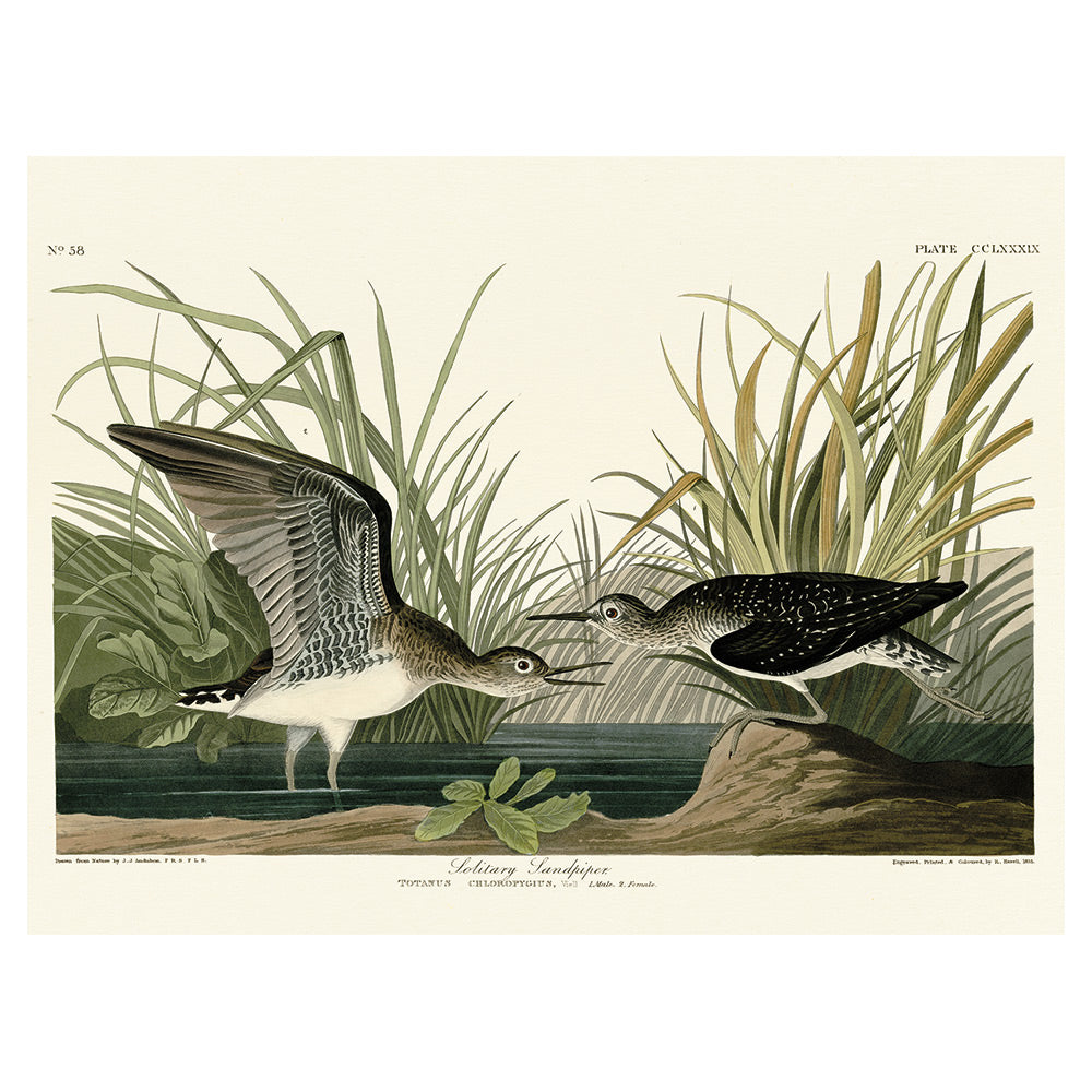 Product photograph of The Art Group John James Audubon Solitary Sandpiper Canvas Print 60x80cm from Olivia's.