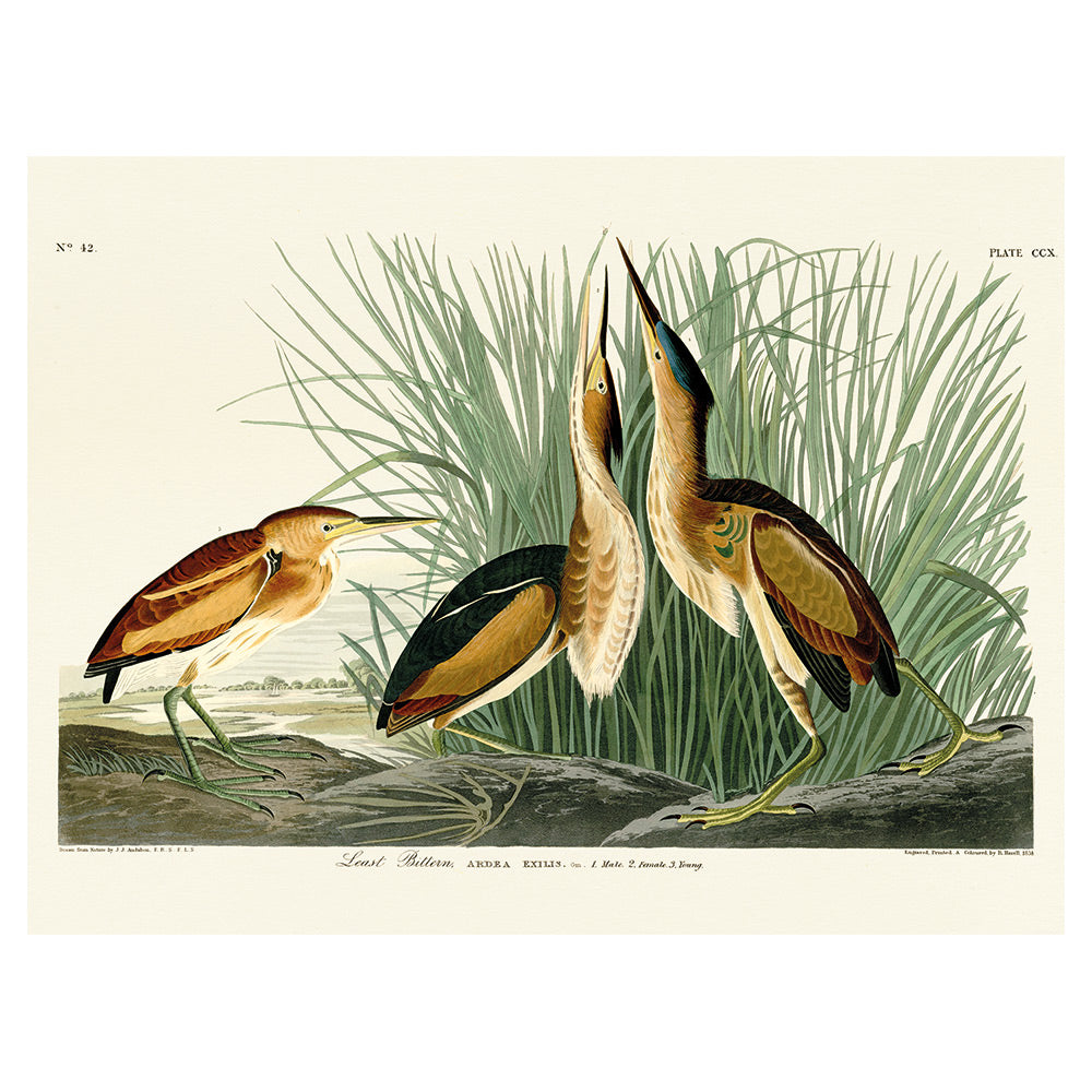 Product photograph of The Art Group John James Audubon Least Bittern Canvas Print Large from Olivia's.