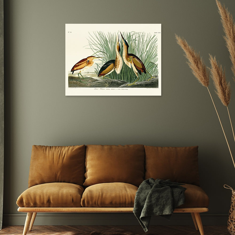 Product photograph of The Art Group John James Audubon Least Bittern Canvas Print Large from Olivia's.