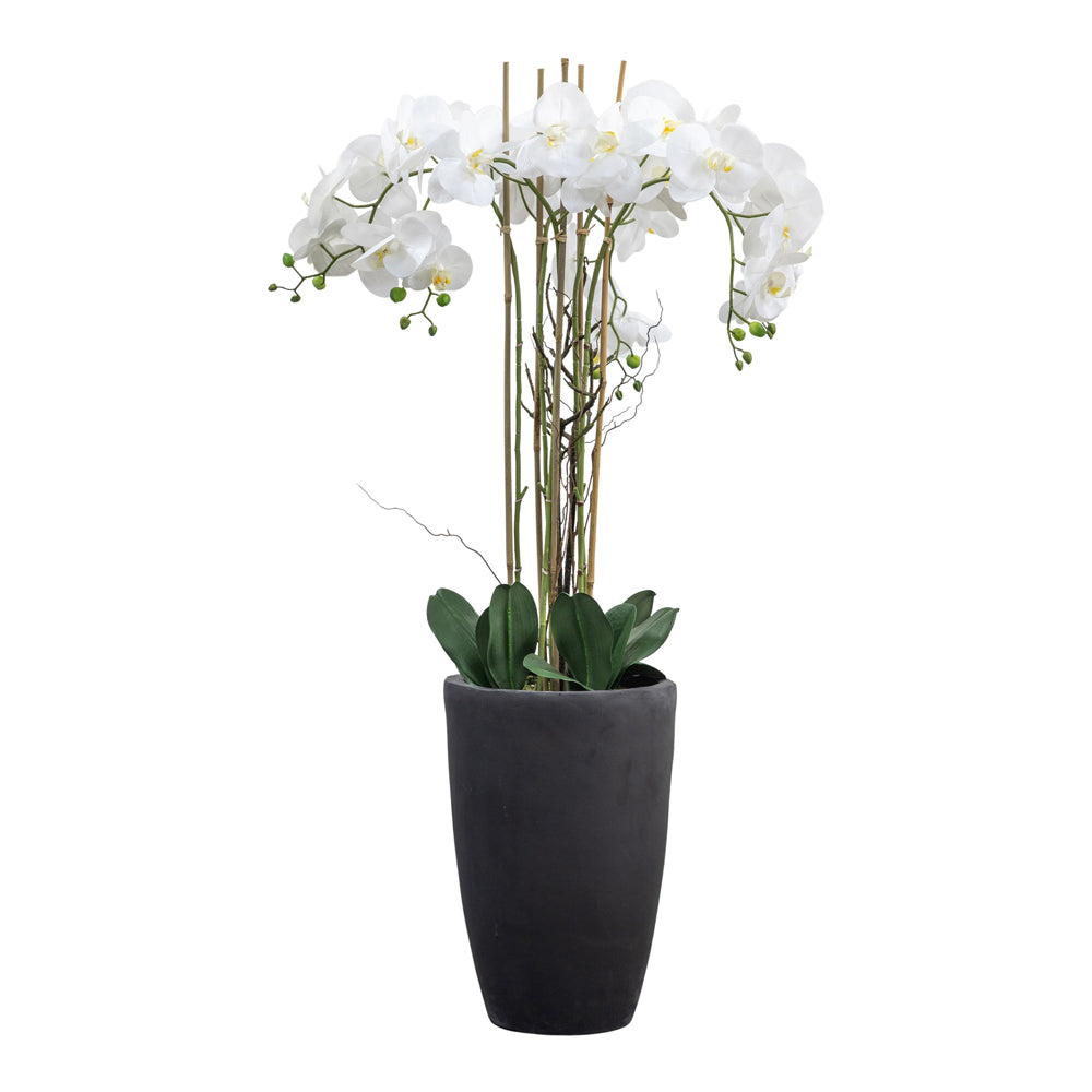 Product photograph of Gallery Interiors Adema Potted Phalaenopsis Orchid White Set Of 5 from Olivia's