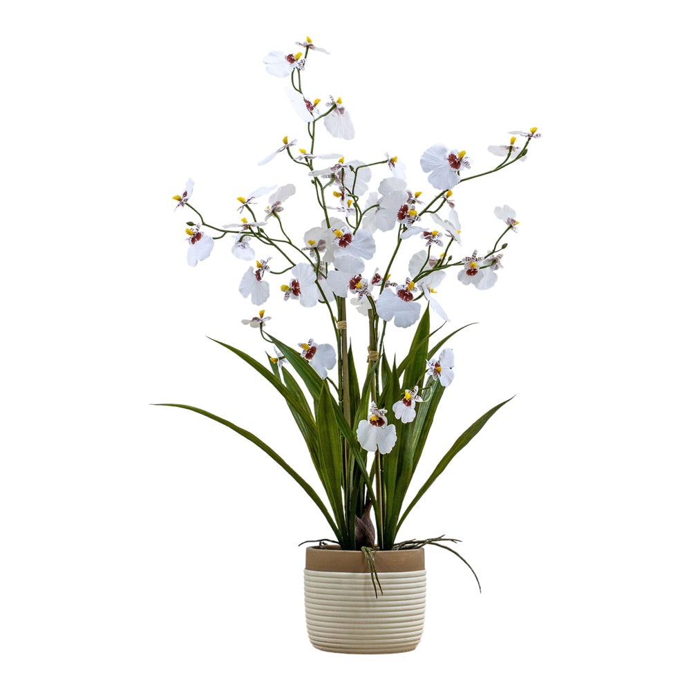 Product photograph of Gallery Interiors Begbie Potted Oncidium Orchid White Large from Olivia's