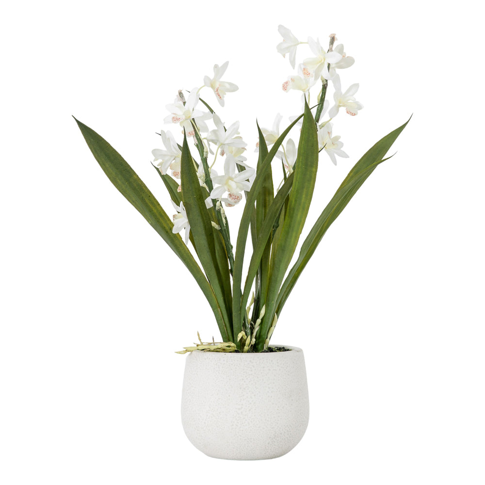 Product photograph of Gallery Interiors Wirth Potted Cymbidium Orchid White Large from Olivia's