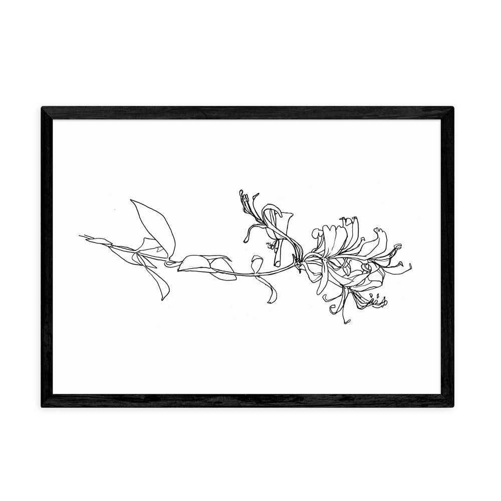 Product photograph of Honeysuckle By Jorgen Hansson - A3 Black Framed Art Print from Olivia's