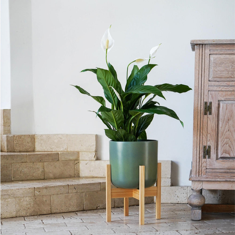 Product photograph of Ivyline Lisbon Pot And Stand White from Olivia's.