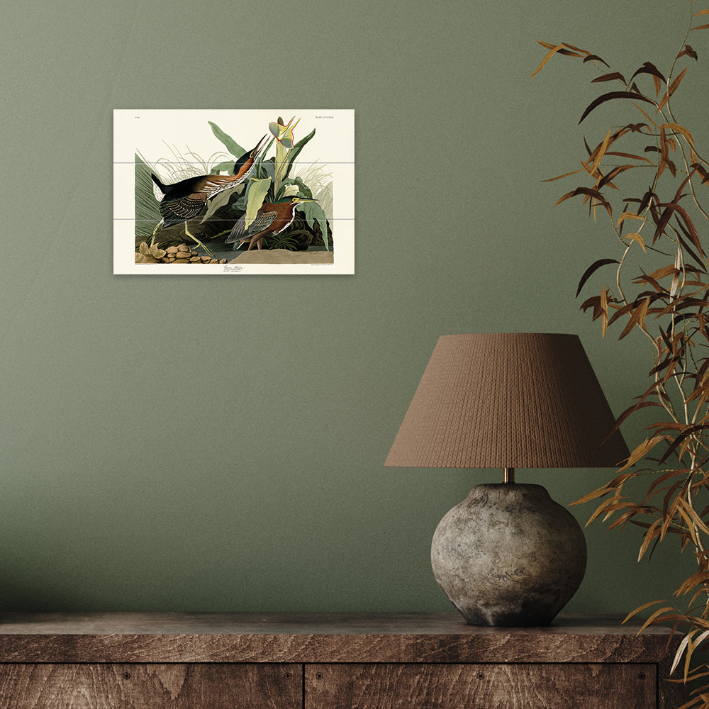 Product photograph of The Art Group John James Audubon Green Heron Wood Print Small from Olivia's.