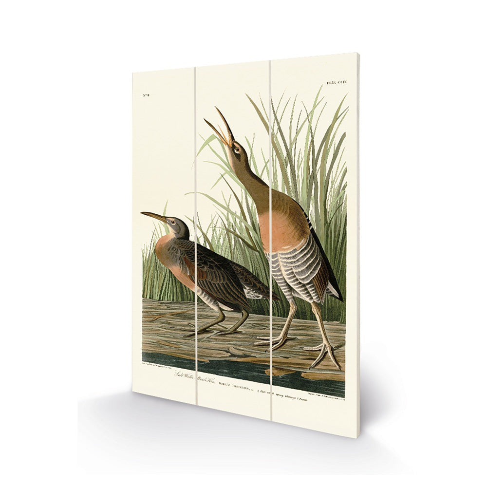 Product photograph of The Art Group John James Audubon Salt Water Marsh Hen Wood Print Micro from Olivia's