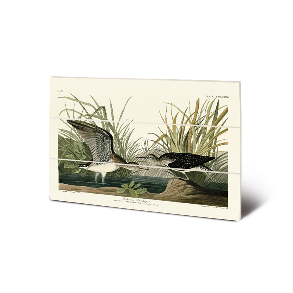 Product photograph of The Art Group John James Audubon Solitary Sandpiper Wood Print Small from Olivia's