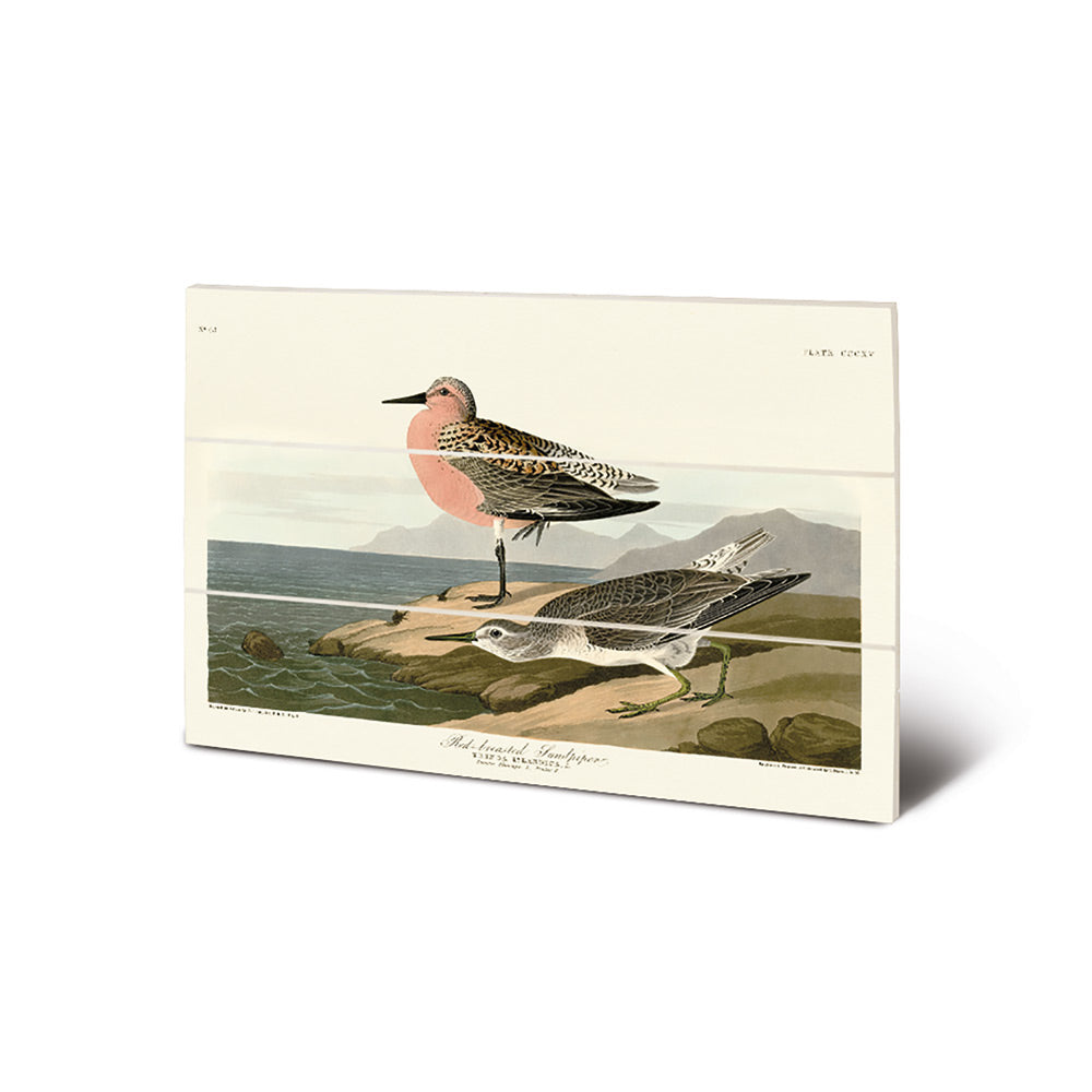 Product photograph of The Art Group John James Audubon Red-breasted Sandpiper Wood Print Small from Olivia's