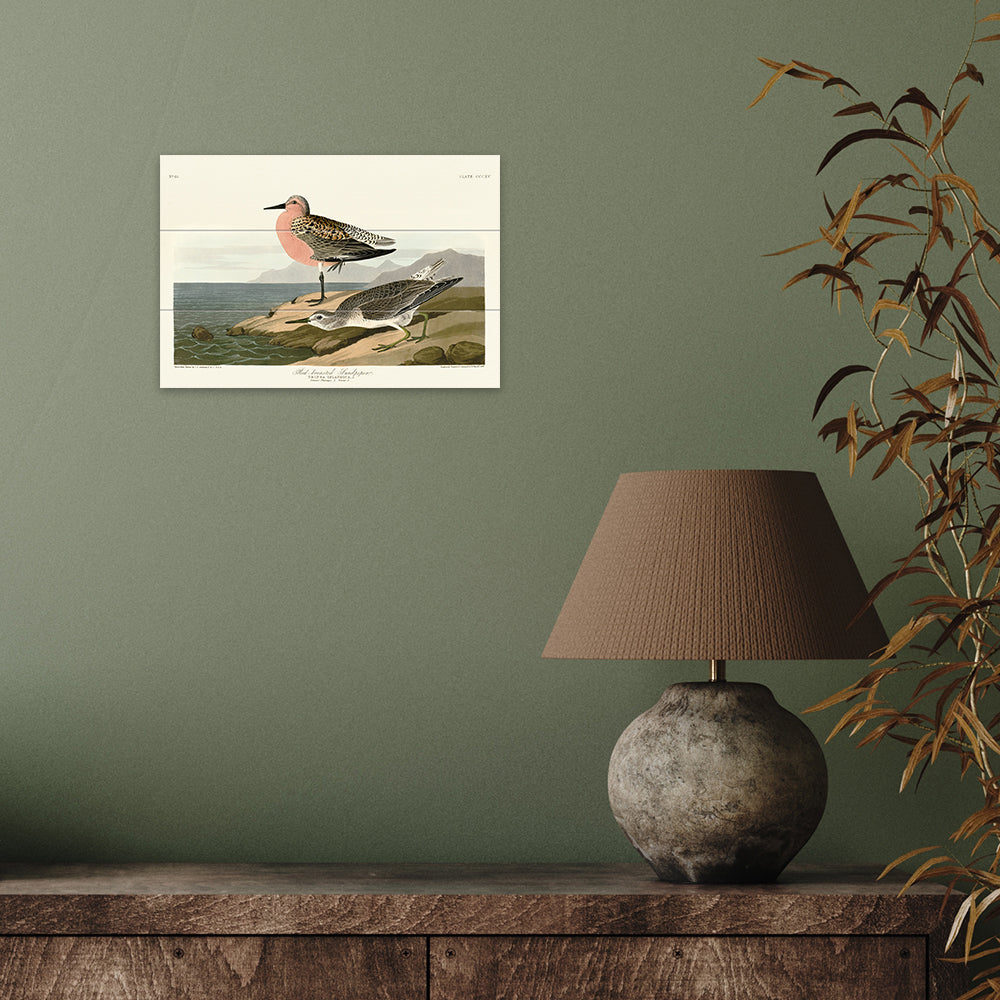 Product photograph of The Art Group John James Audubon Red-breasted Sandpiper Wood Print Small from Olivia's.