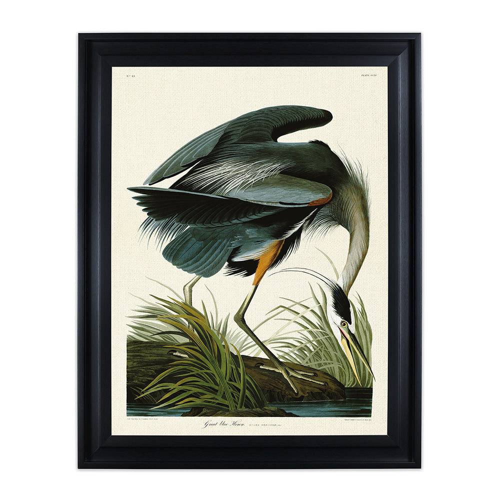 Product photograph of The Art Group John James Audubon Great Blue Heron Pre Framed - 60x80cm from Olivia's