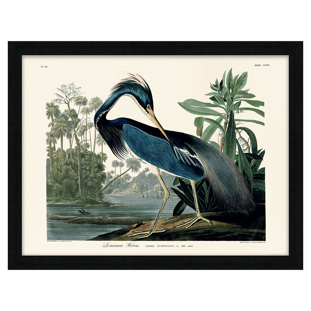 Product photograph of The Art Group John James Audubon Louisiana Heron Pre Framed- 60x80cm from Olivia's