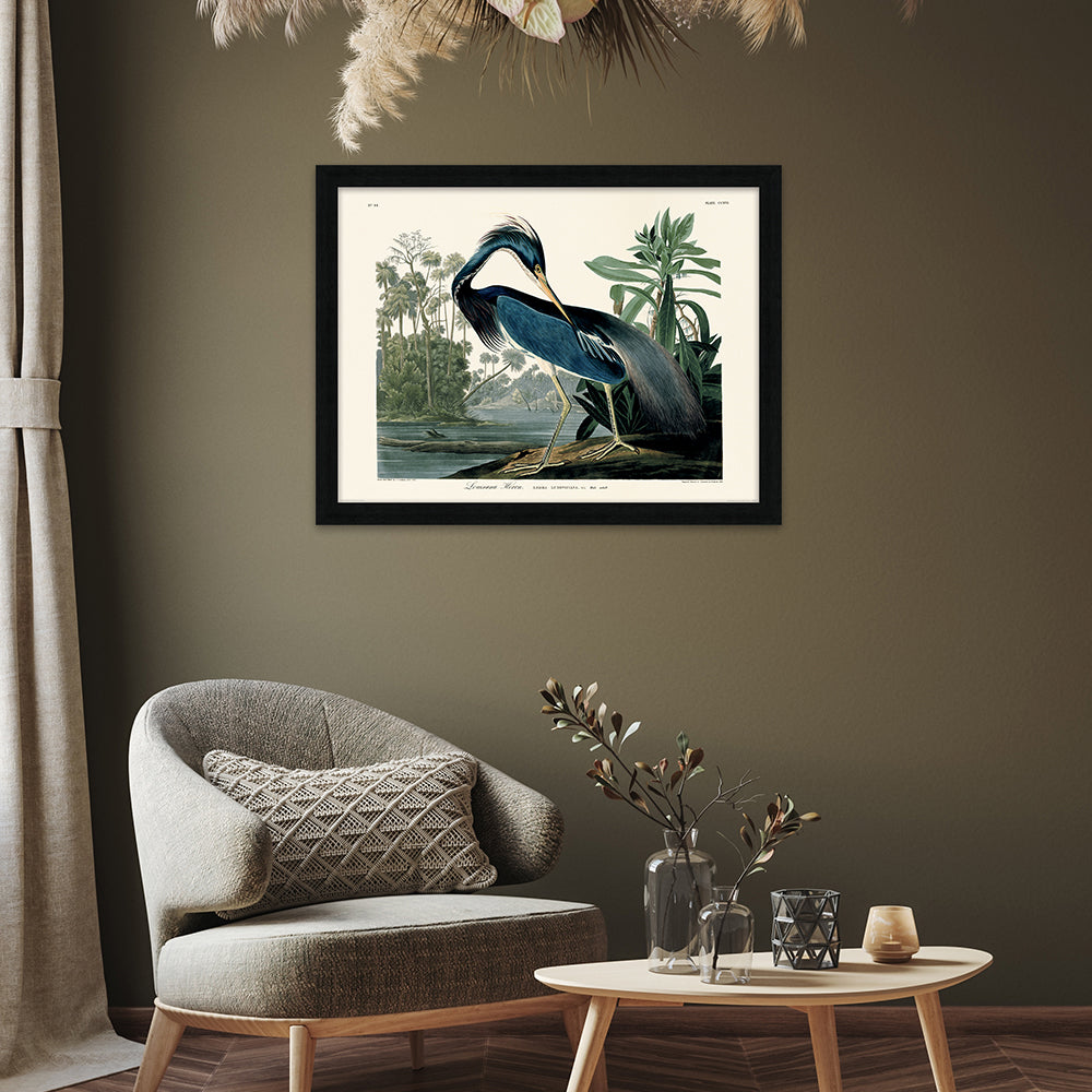 Product photograph of The Art Group John James Audubon Louisiana Heron Pre Framed- 60x80cm from Olivia's.