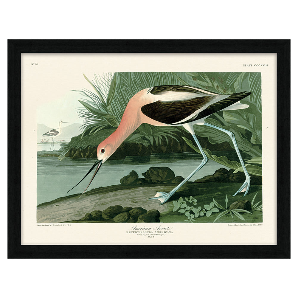Product photograph of The Art Group John James Audubon American Avocet Pre Framed Art Large from Olivia's
