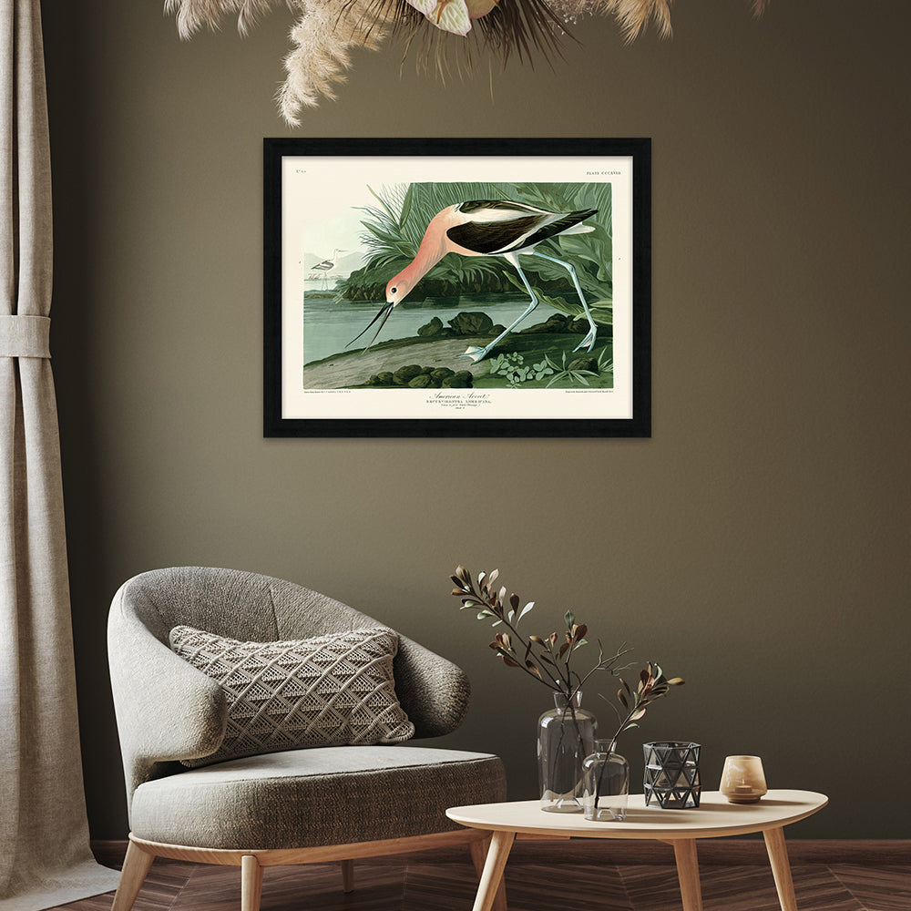 Product photograph of The Art Group John James Audubon American Avocet Pre Framed Art Large from Olivia's.