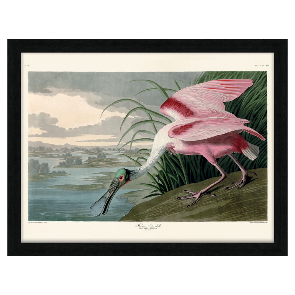 Product photograph of The Art Group John James Audubon Roseate Spoonbill Pre Framed- 60x80cm from Olivia's