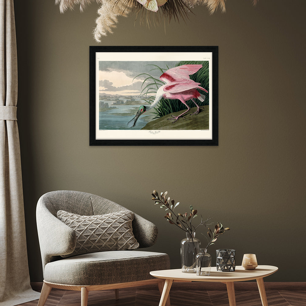 Product photograph of The Art Group John James Audubon Roseate Spoonbill Pre Framed- 60x80cm from Olivia's.
