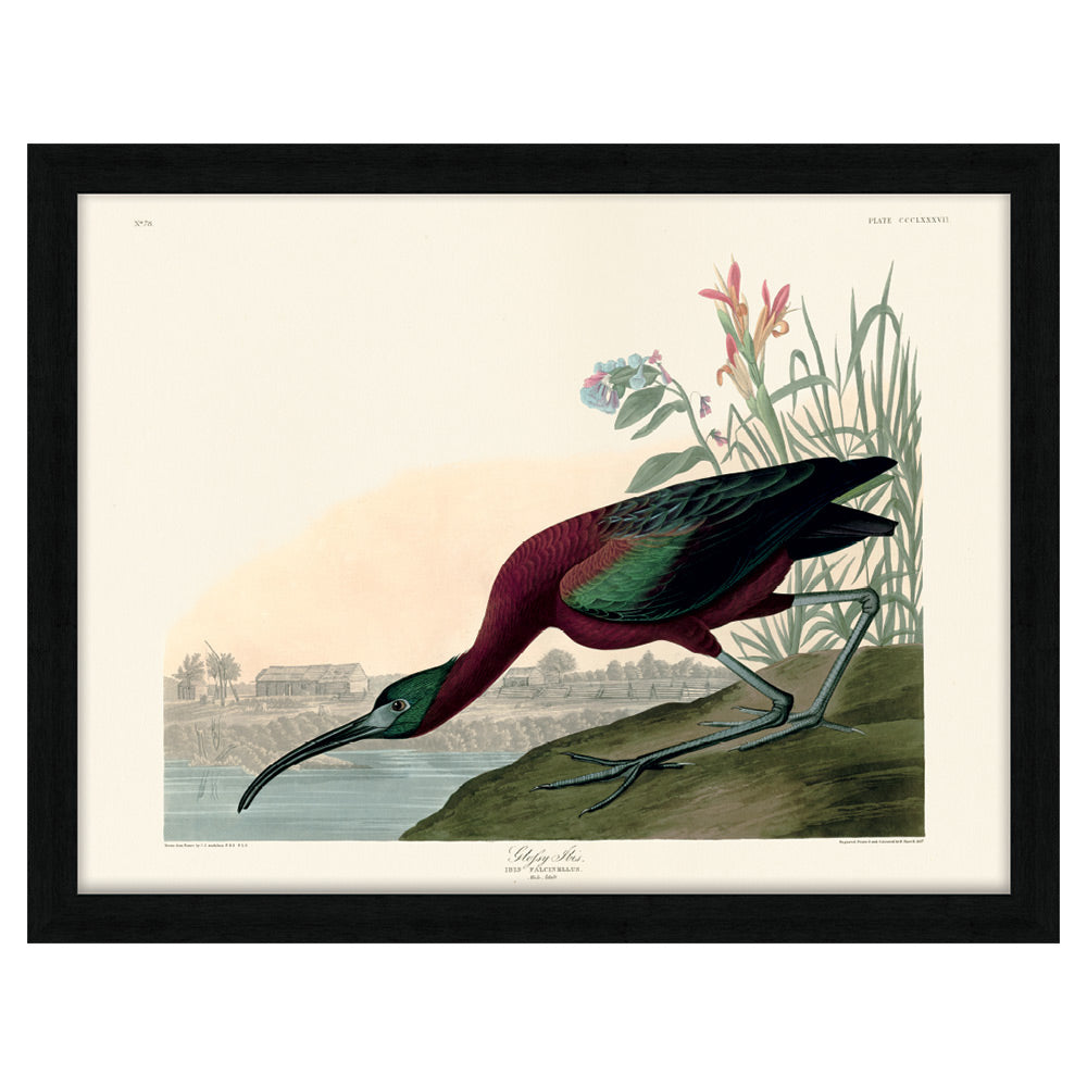 Product photograph of The Art Group John James Audubon Glossy Ibis Pre Framed - 60x80cm from Olivia's