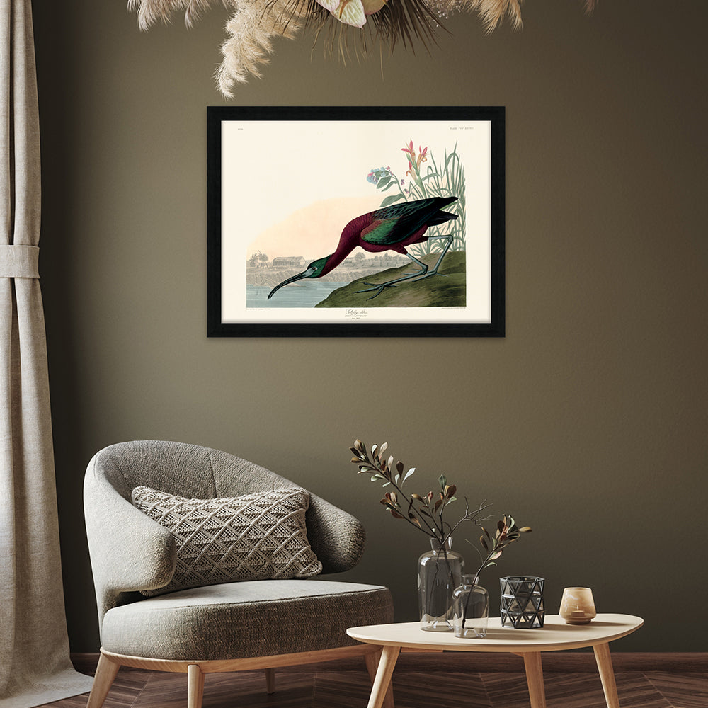 Product photograph of The Art Group John James Audubon Glossy Ibis Pre Framed - 60x80cm from Olivia's.