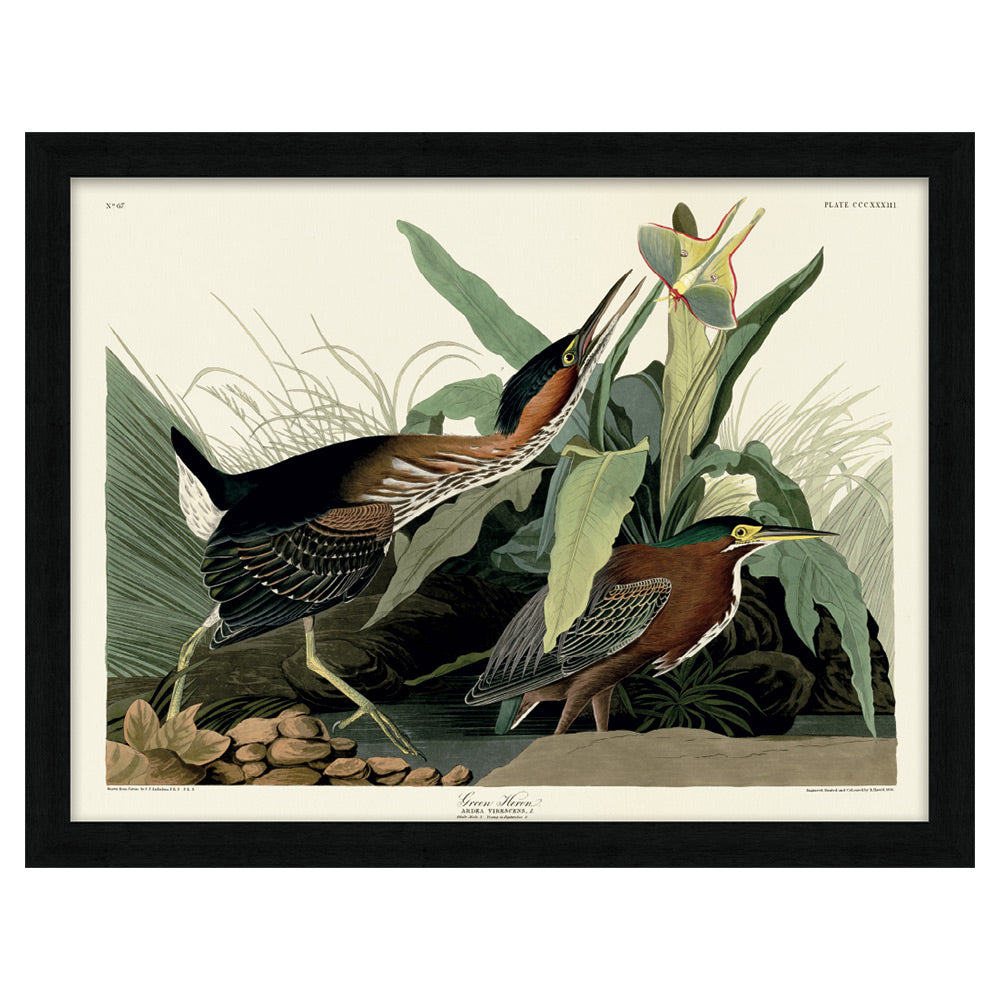 Product photograph of The Art Group John James Audubon Green Heron Pre Framed-60x80cm from Olivia's