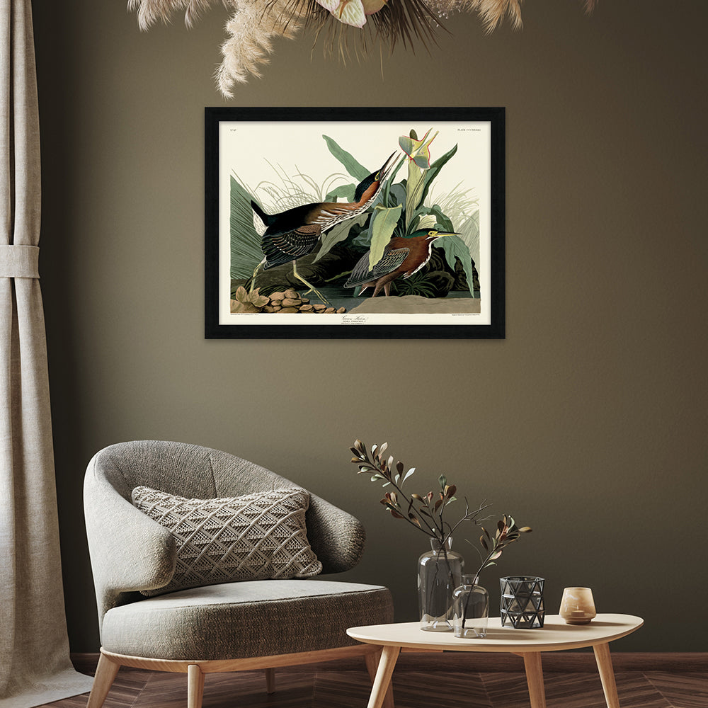Product photograph of The Art Group John James Audubon Green Heron Pre Framed-60x80cm from Olivia's.