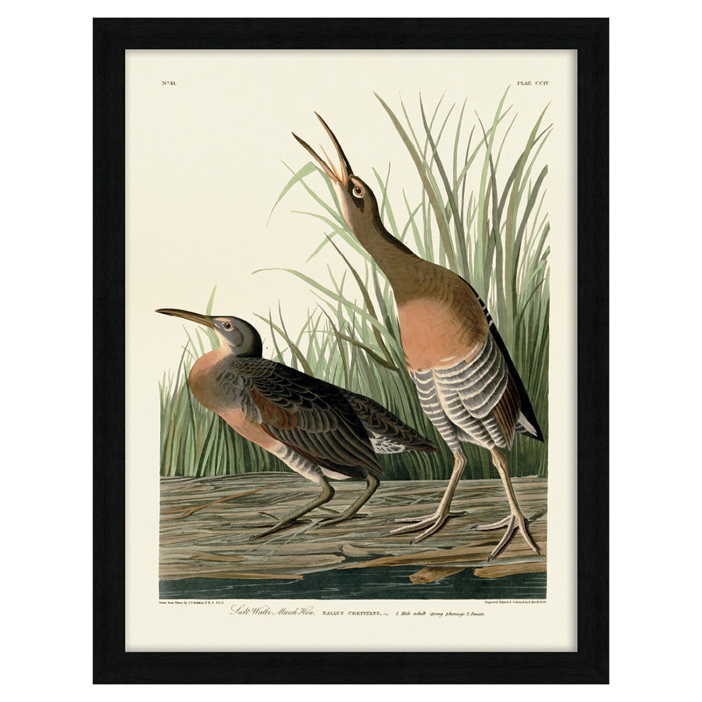 Product photograph of The Art Group John James Audubon Salt Water Marsh Hen Pre Framed- 60x80cm from Olivia's