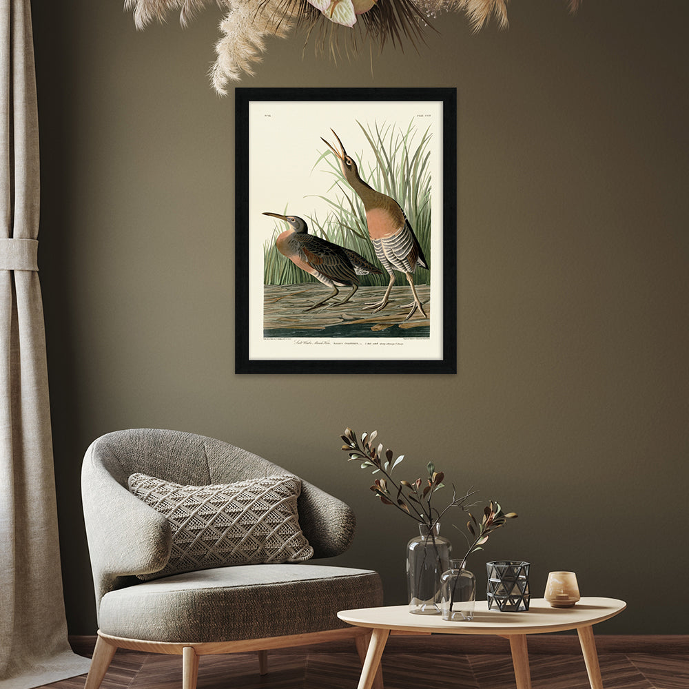 Product photograph of The Art Group John James Audubon Salt Water Marsh Hen Pre Framed- 60x80cm from Olivia's.