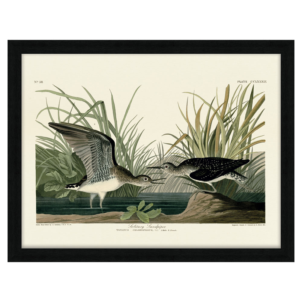 Product photograph of The Art Group John James Audubon Solitary Sandpiper Pre Framed- 60x80cm from Olivia's