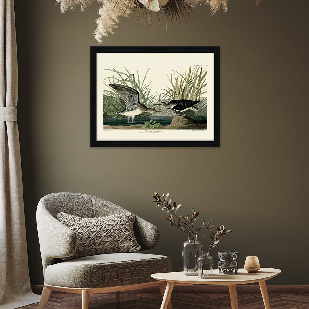 Product photograph of The Art Group John James Audubon Solitary Sandpiper Pre Framed- 60x80cm from Olivia's.