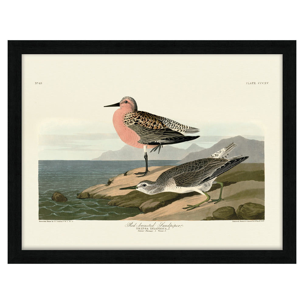 Product photograph of The Art Group John James Audubon Red-breasted Sandpiper Pre Framed- 60x80cm from Olivia's