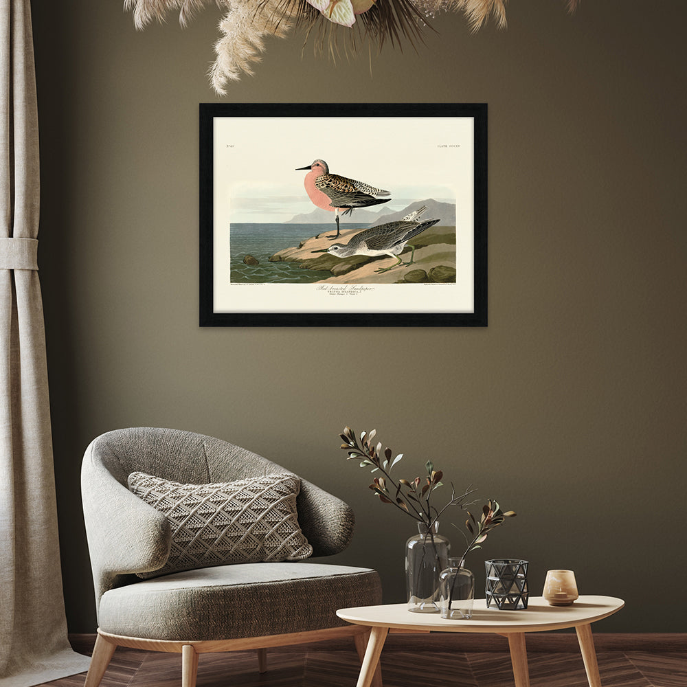 Product photograph of The Art Group John James Audubon Red-breasted Sandpiper Pre Framed- 60x80cm from Olivia's.