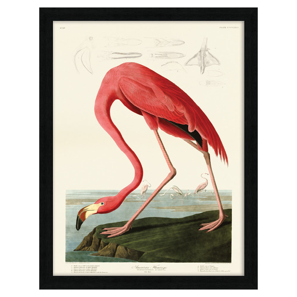Product photograph of The Art Group John James Audubon American Flamingo Pre Framed - 60x80cm from Olivia's