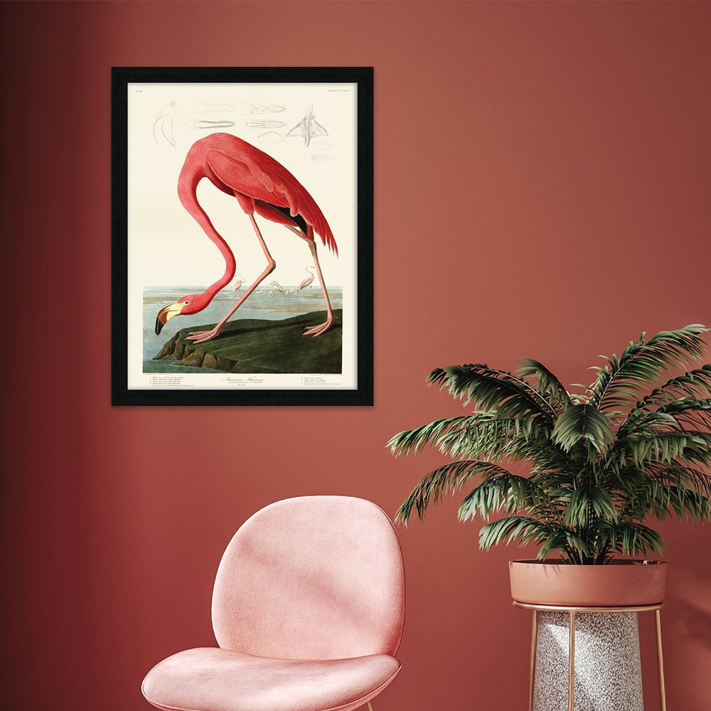 Product photograph of The Art Group John James Audubon American Flamingo Pre Framed - 60x80cm from Olivia's.