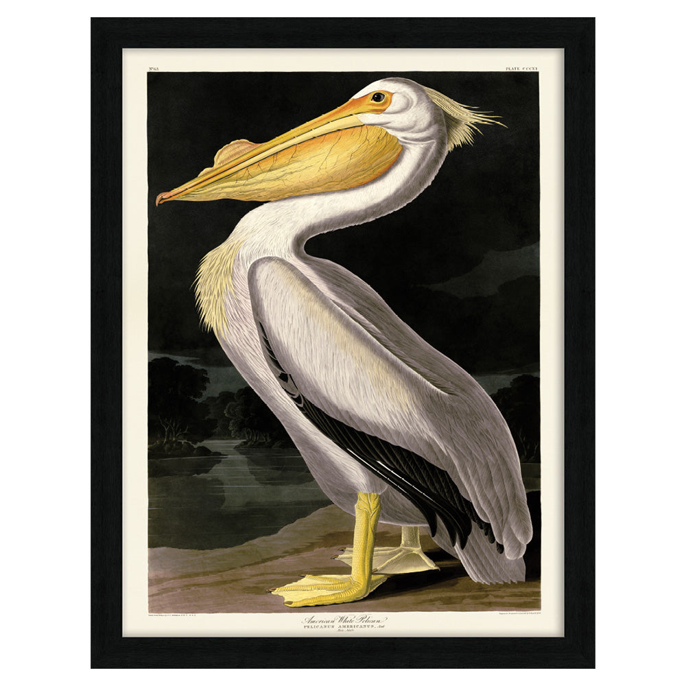 Product photograph of The Art Group John James Audubon American White Pelican Pre Framed - 60x80cm from Olivia's