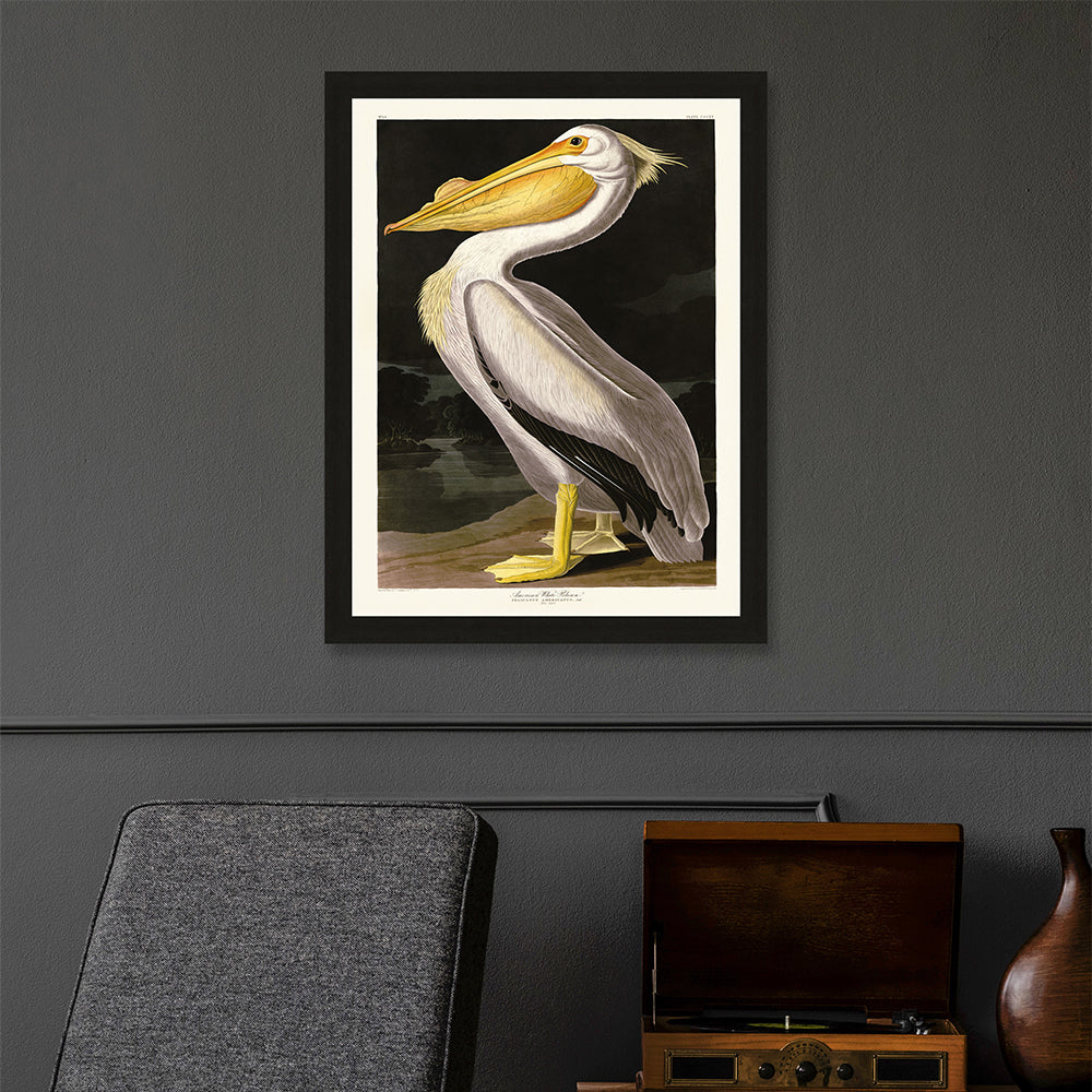 Product photograph of The Art Group John James Audubon American White Pelican Pre Framed - 60x80cm from Olivia's.