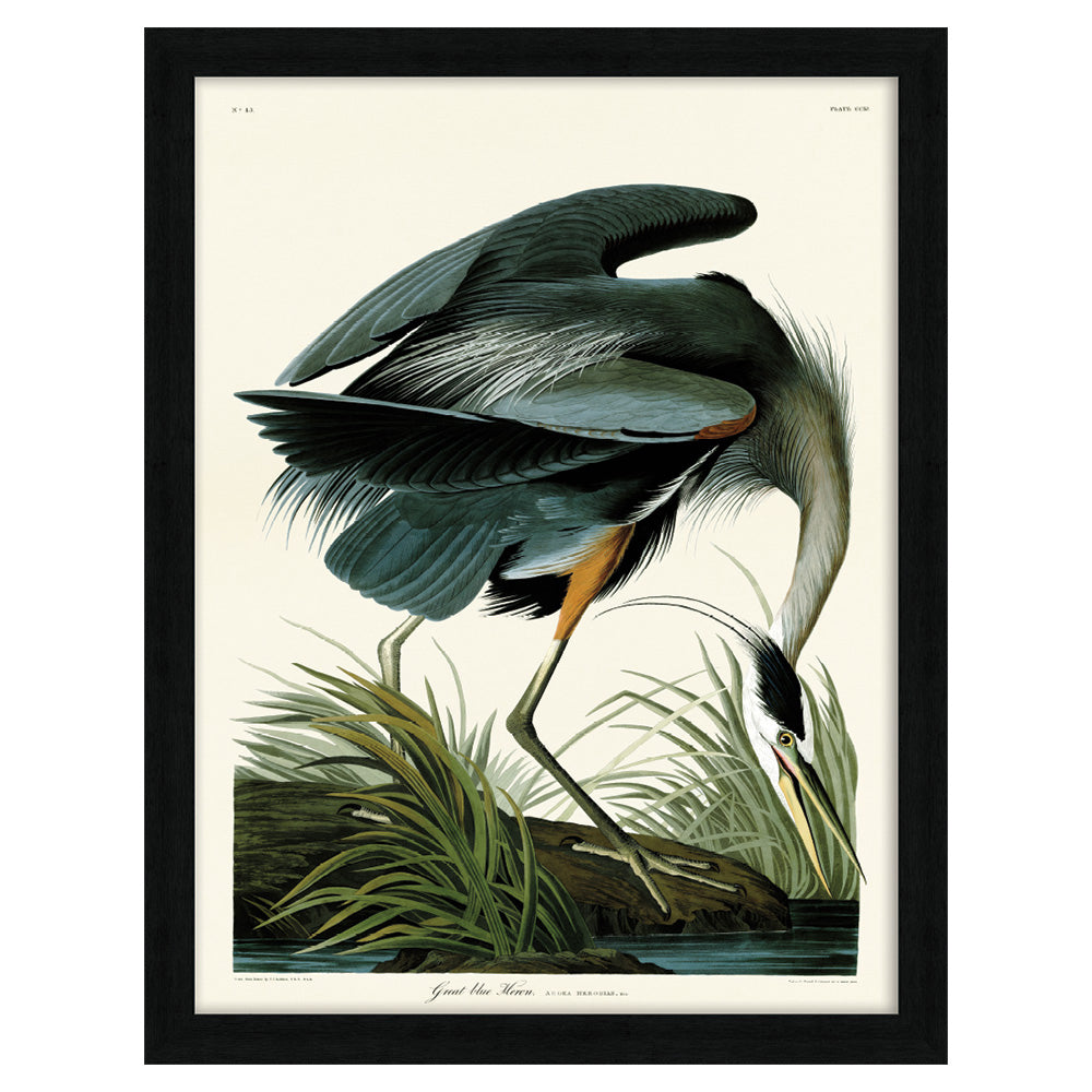 Product photograph of The Art Group John James Audubon Great Blue Heron Pre Framed- 60x80cm 60x80cm from Olivia's